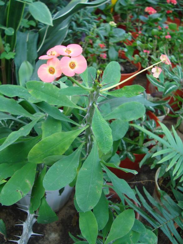 Name:  . Botanik bahesi 850.jpg
Views: 899
Size:  73.5 KB
