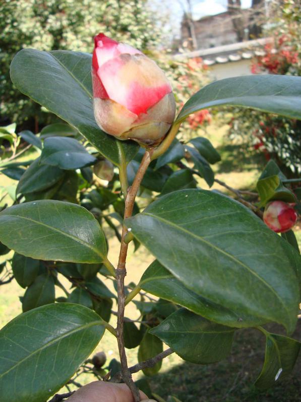 Name:  Baltaliman Japon bahesi 29.jpg
Views: 1683
Size:  72.6 KB