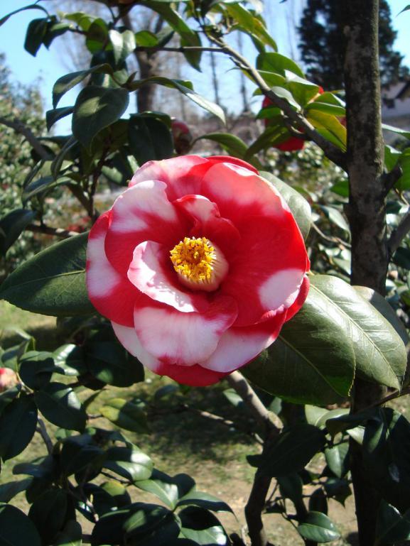 Name:  Baltaliman Japon bahesi 30.jpg
Views: 1720
Size:  75.1 KB