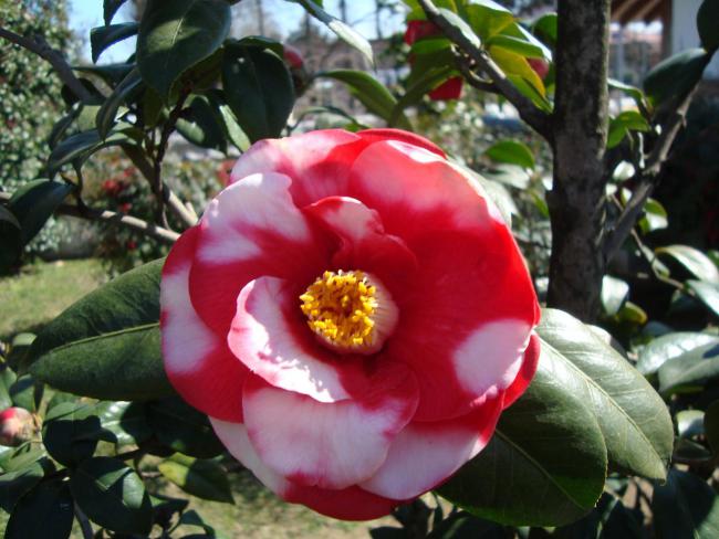 Name:  Baltaliman Japon bahesi 31.jpg
Views: 1758
Size:  51.9 KB