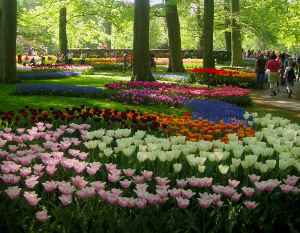 Name:  KEUKENKOF 034.jpg
Views: 11388
Size:  70.8 KB