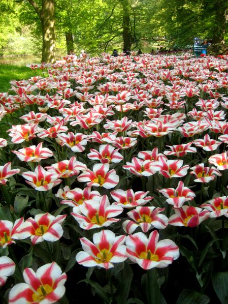 Name:  KEUKENKOF 056.jpg
Views: 7790
Size:  80.3 KB