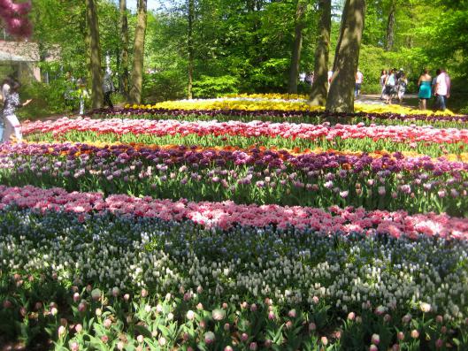 Name:  KEUKENKOF 159.jpg
Views: 7769
Size:  72.7 KB