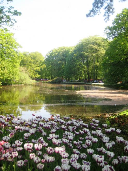 Name:  KEUKENKOF 050.jpg
Views: 7719
Size:  73.2 KB