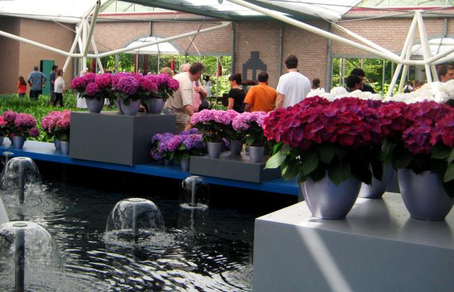 Name:  KEUKENKOF 182.jpg
Views: 7311
Size:  54.4 KB