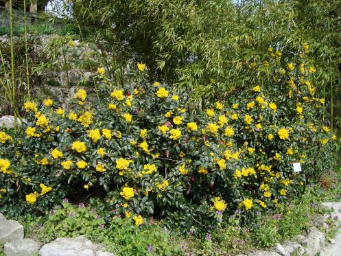 Name:  . Botanik bahesi 890.JPG.jpg
Views: 1022
Size:  72.4 KB