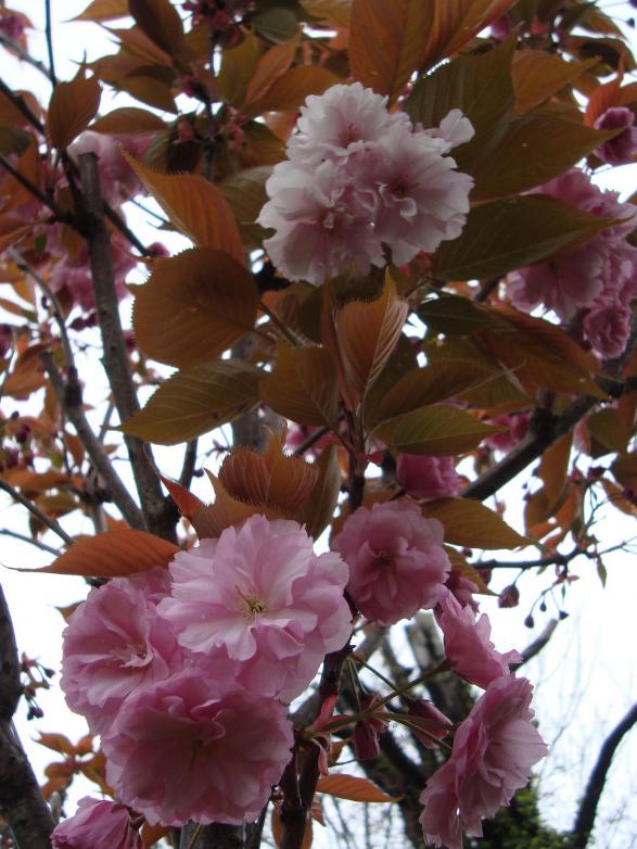 Name:  . Botanik bahesi 904.JPG.jpg
Views: 863
Size:  73.7 KB