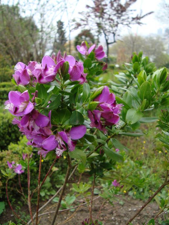 Name:  . Botanik bahesi 915.JPG.jpg
Views: 919
Size:  74.8 KB