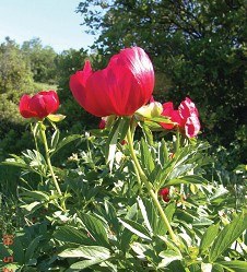 Name:  akayk.jpg
Views: 4182
Size:  30.6 KB