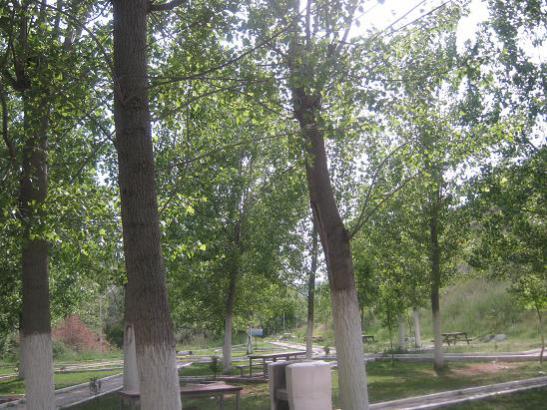 Name:  lca1.jpg
Views: 972
Size:  62.1 KB