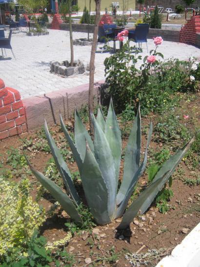 Name:  lca3.jpg
Views: 946
Size:  57.6 KB