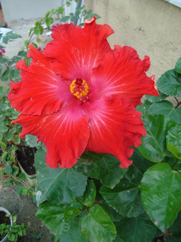 Name:  . Botanik bahesi 921.JPG.jpg
Views: 1738
Size:  71.3 KB