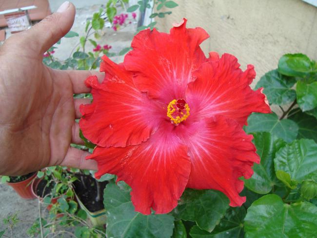 Name:  . Botanik bahesi 922.JPG.jpg
Views: 2402
Size:  47.0 KB