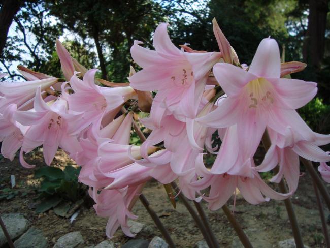 Name:  . Botanik bahesi 923.JPG.jpg
Views: 1964
Size:  54.3 KB