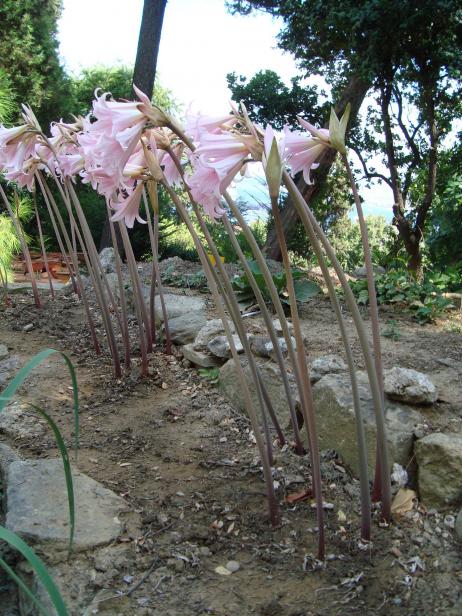 Name:  . Botanik bahesi 924.JPG.jpg
Views: 1568
Size:  75.4 KB