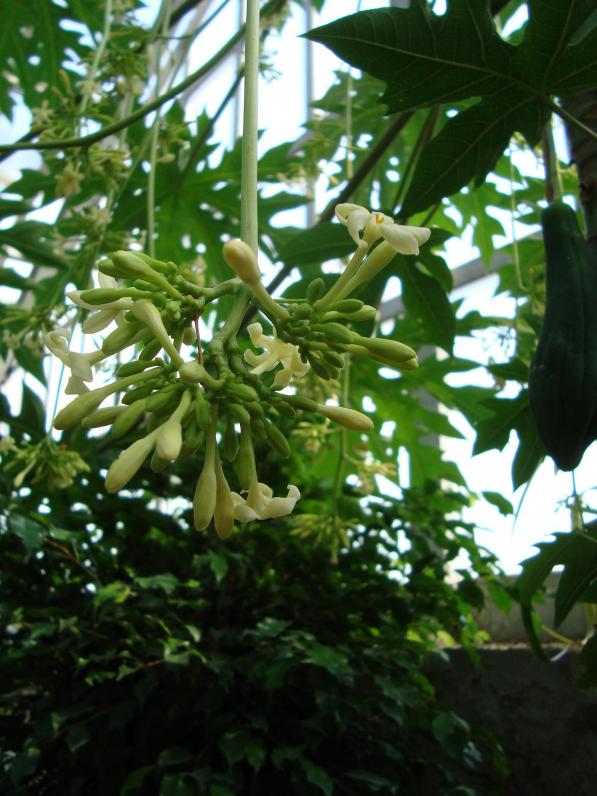 Name:  . Botanik bahesi 926.JPG.jpg
Views: 1675
Size:  73.6 KB