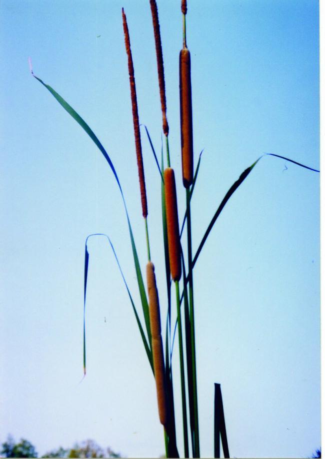 Name:  Typha angustifolia.jpg
Views: 3121
Size:  47.6 KB