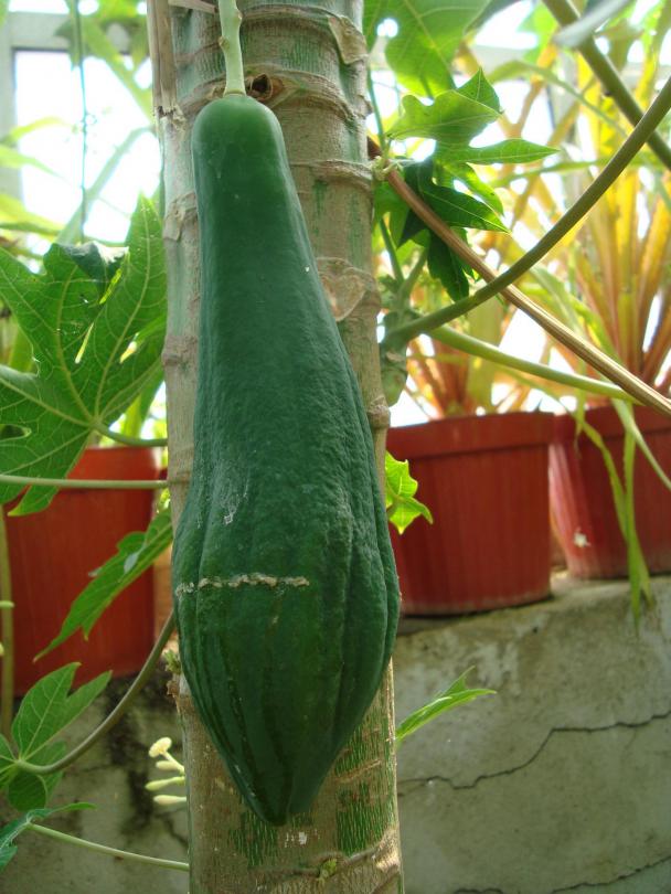 Name:  . Botanik bahesi 929.JPG.jpg
Views: 2399
Size:  71.4 KB