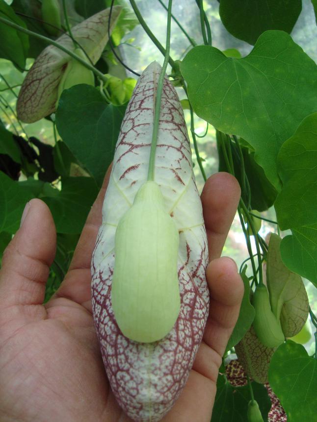 Name:  . Botanik bahesi 933.JPG.jpg
Views: 2620
Size:  69.7 KB