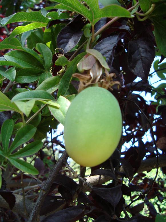 Name:  . Botanik bahesi 943.JPG.jpg
Views: 1766
Size:  74.0 KB