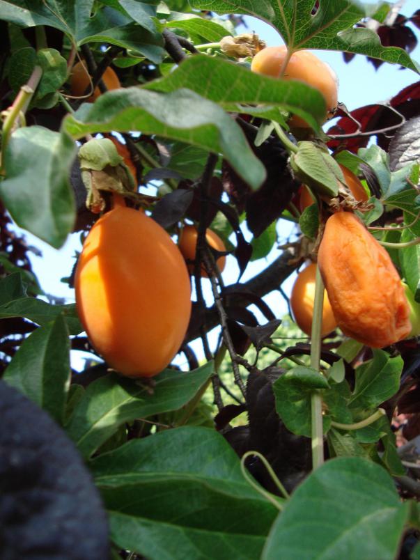 Name:  . Botanik bahesi 946.JPG.jpg
Views: 5704
Size:  72.9 KB