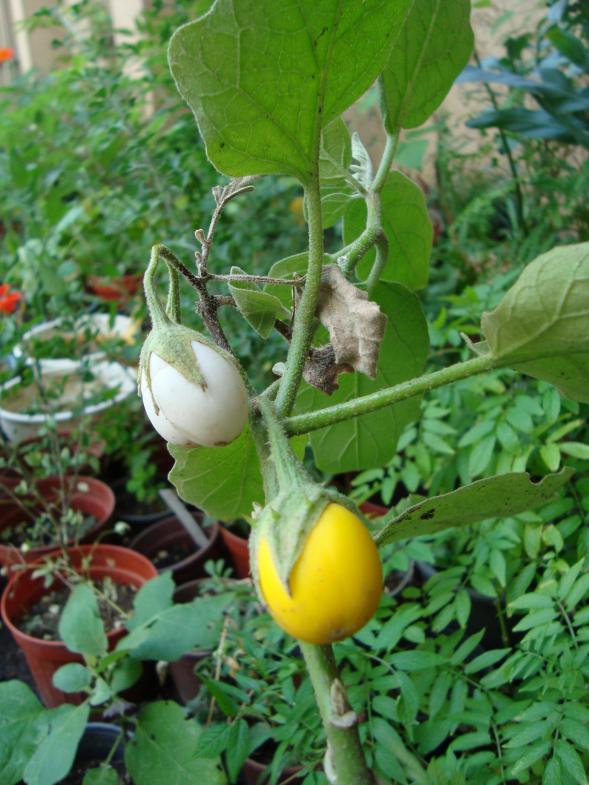 Name:  . Botanik bahesi 947.JPG.jpg
Views: 1799
Size:  73.7 KB