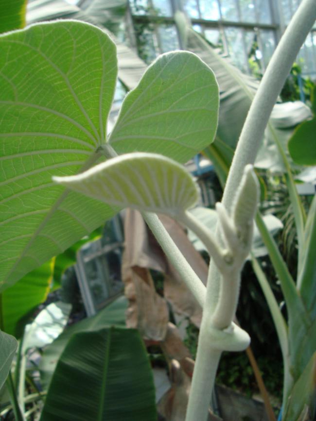 Name:  . Botanik bahesi 949.JPG.jpg
Views: 1417
Size:  59.5 KB