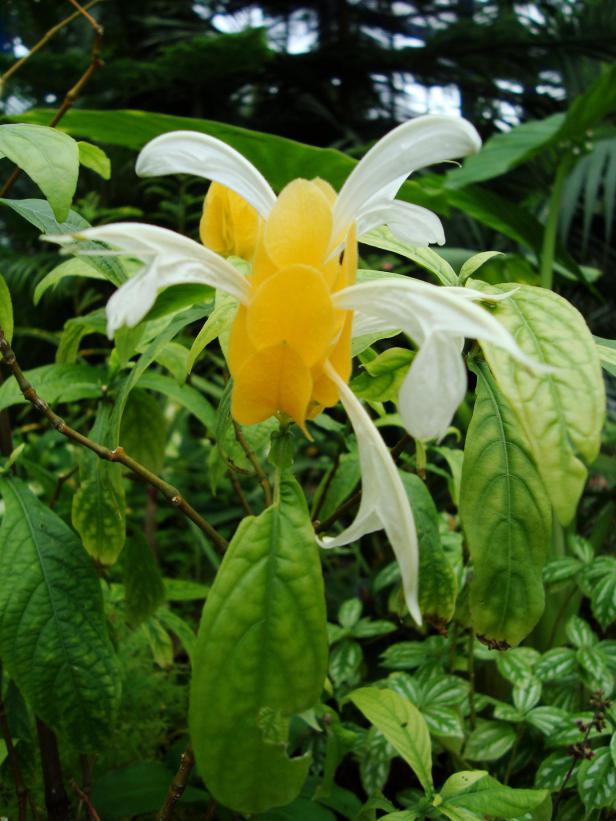 Name:  . Botanik bahesi 957..jpg
Views: 1314
Size:  71.7 KB