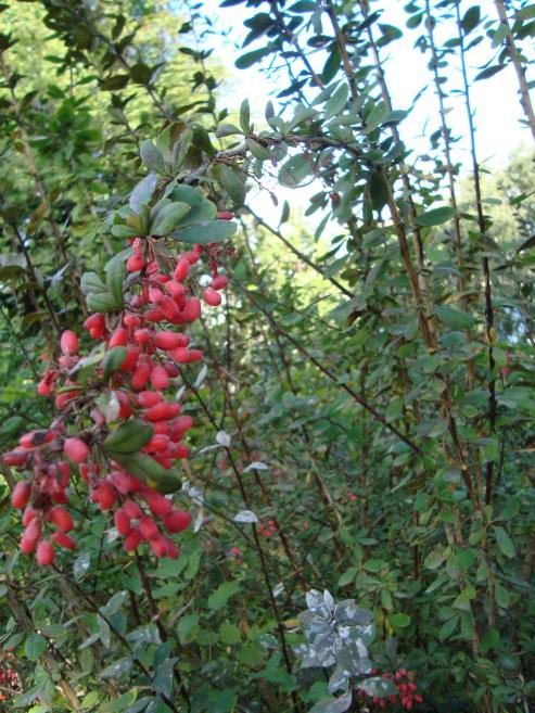 Name:  . Botanik bahesi 969j.jpg
Views: 1547
Size:  79.3 KB