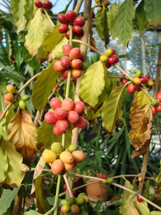 Name:  . Botanik bahesi 976.jpg
Views: 1832
Size:  75.8 KB