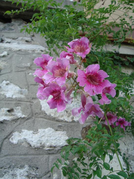 Name:  . Botanik bahesi 977.jpg
Views: 1084
Size:  74.8 KB