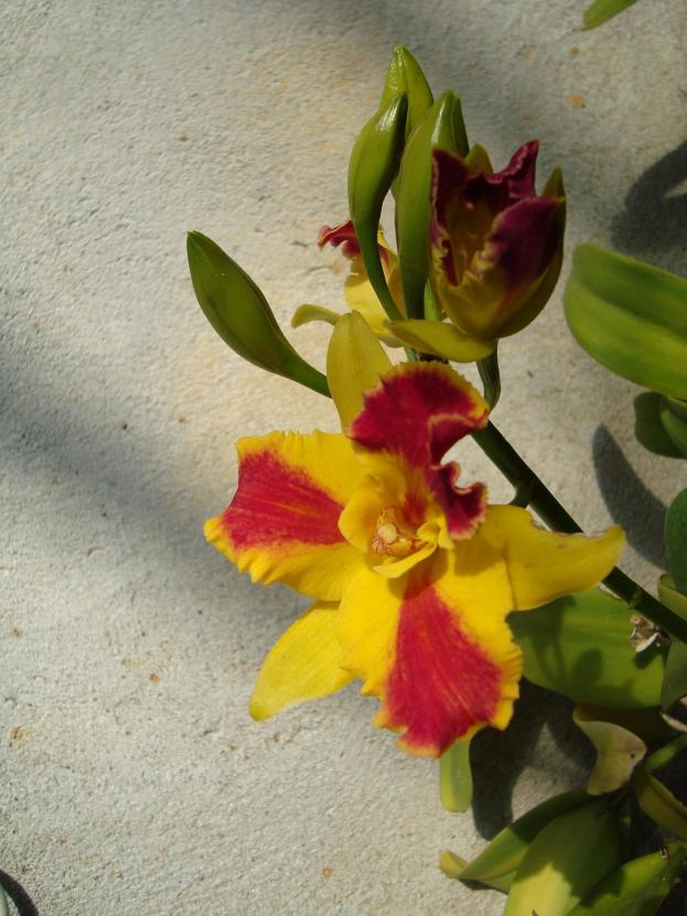 Name:  . Botanik bahesi 981.jpg
Views: 923
Size:  70.6 KB