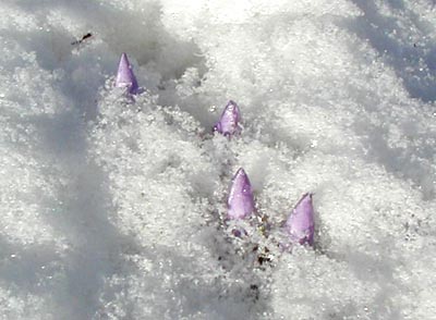 Name:  Crocus sieberi.jpg
Views: 1202
Size:  32.5 KB