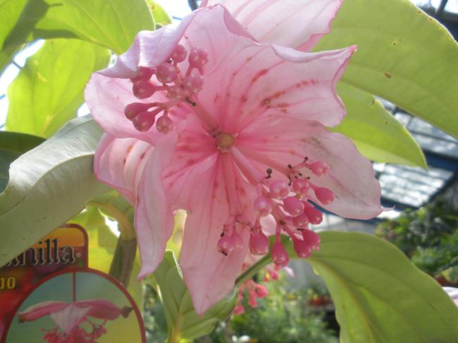 Name:  Medinilla   Magnifica       'pinatubo' 2  foto Demirta.jpg
Views: 1887
Size:  37.3 KB