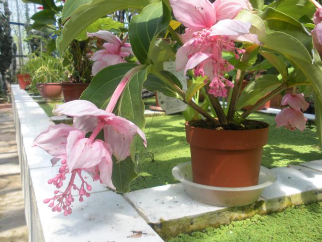 Name:  Medinilla   Magnifica       'pinatubo'    foto Demirta.jpg
Views: 2698
Size:  55.3 KB