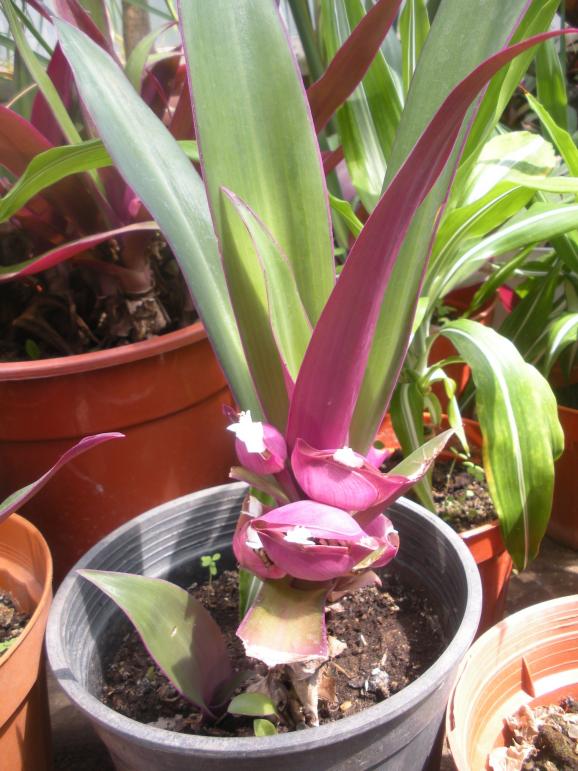 Name:  Rhoeo  spathacea        foto Demirta.jpg
Views: 1035
Size:  74.2 KB