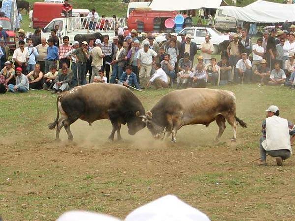 Name:  festival4.jpg
Views: 1671
Size:  63.6 KB