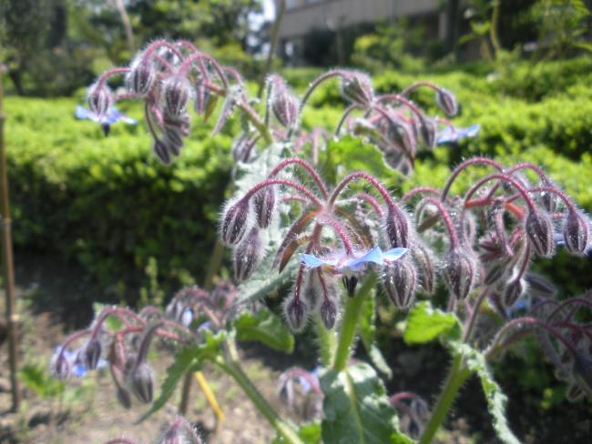 Name:  Borago officinalis       foto Demirta.jpg
Views: 851
Size:  52.8 KB