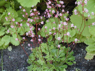Name:  saxifraga%20umbrosa%20'Clarence%20Elliot'.JPG
Views: 2721
Size:  60.6 KB