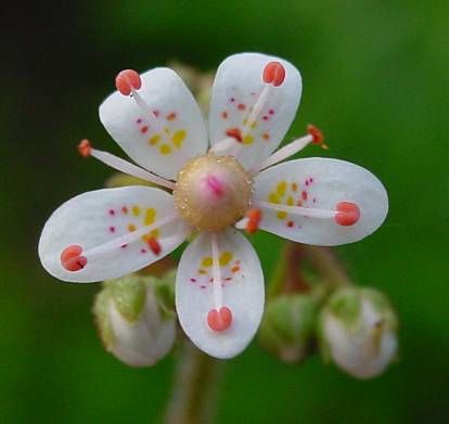 Name:  leo-mic-Saxifraga-umbrosa-419.jpg
Views: 3578
Size:  16.6 KB
