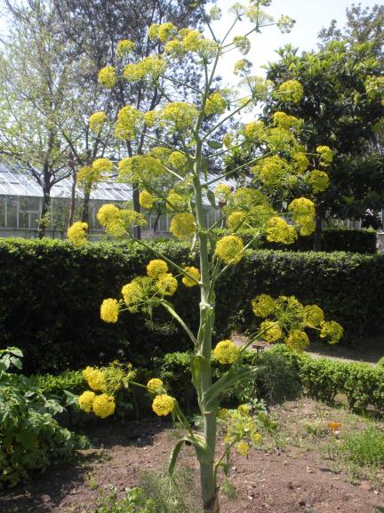 Name:  (Conium maculatum) foto Demirta.jpg
Views: 1448
Size:  74.2 KB