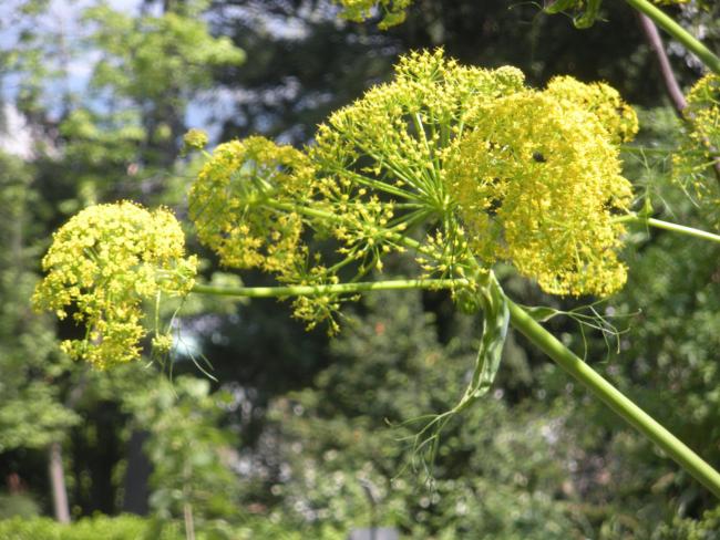 Name:  (Conium maculatum) 2 foto Demirta.jpg
Views: 1580
Size:  63.6 KB