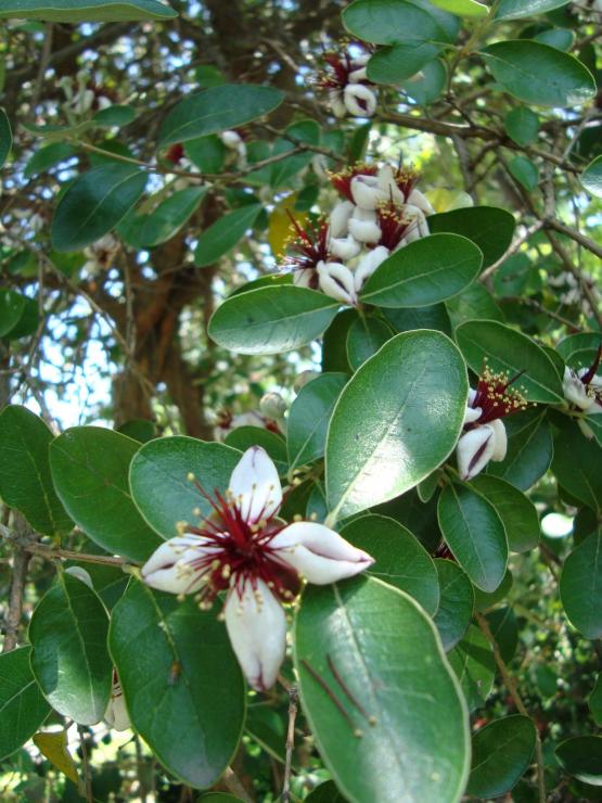 Name:  . Botanik bahesi 1061.jpg
Views: 1565
Size:  75.6 KB