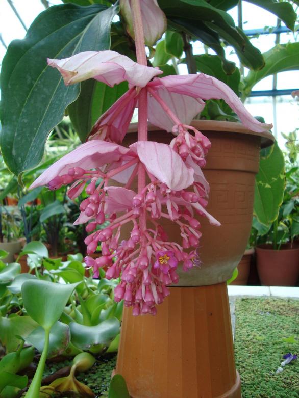 Name:  . Botanik bahesi 1063.jpg
Views: 2307
Size:  73.2 KB