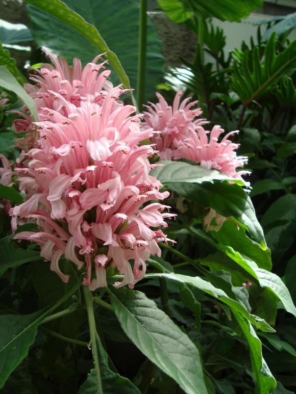 Name:  . Botanik bahesi 1065.jpg
Views: 1321
Size:  74.1 KB
