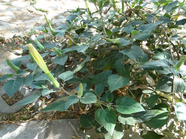 Name:  datura.jpg
Views: 1542
Size:  71.8 KB