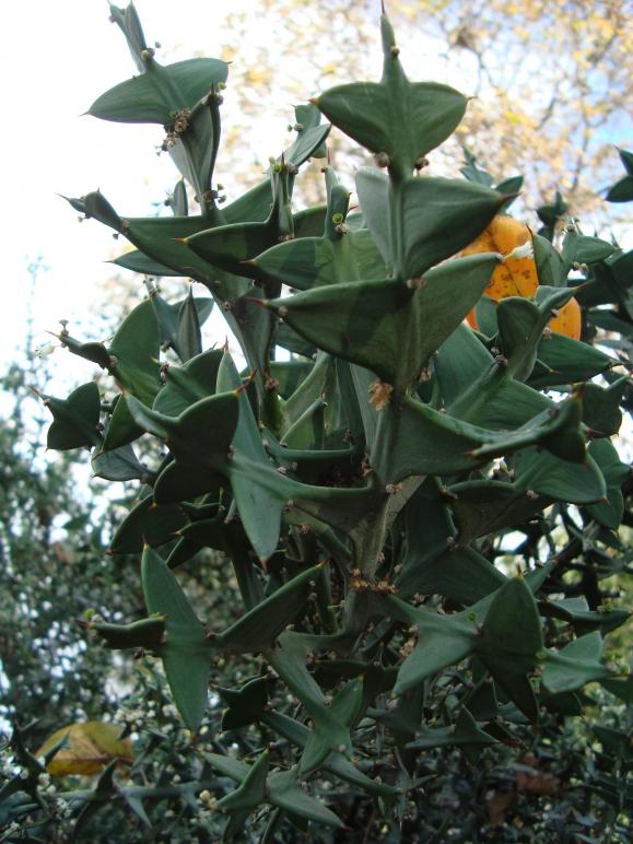 Name:  . Botanik bahesi 1088.jpg
Views: 1791
Size:  74.5 KB
