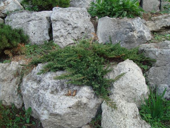 Name:  . Botanik bahesi 1091.jpg
Views: 2797
Size:  70.2 KB