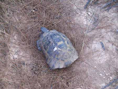 Name:  img02431jh3.jpg
Views: 3597
Size:  47.3 KB