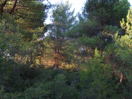 Name:  img02481rj5.jpg
Views: 3617
Size:  33.0 KB
